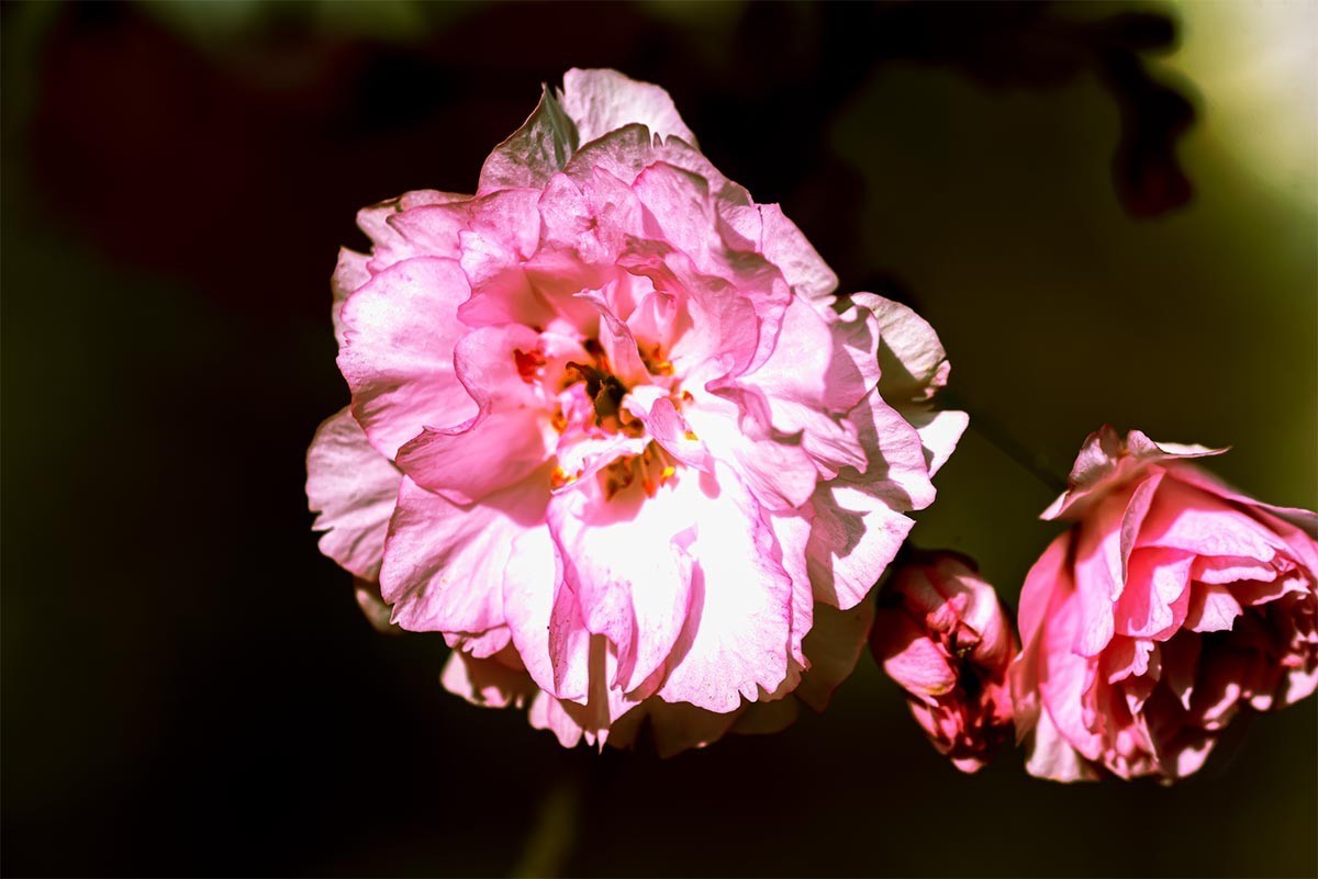 花                                       卉