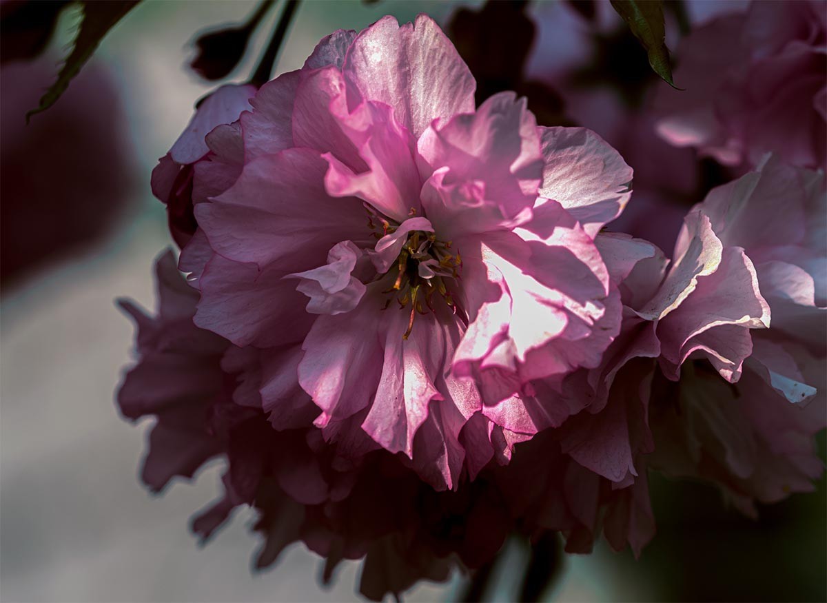 花                                       卉