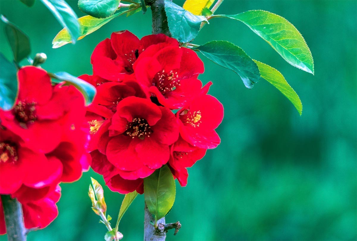 花                                       卉