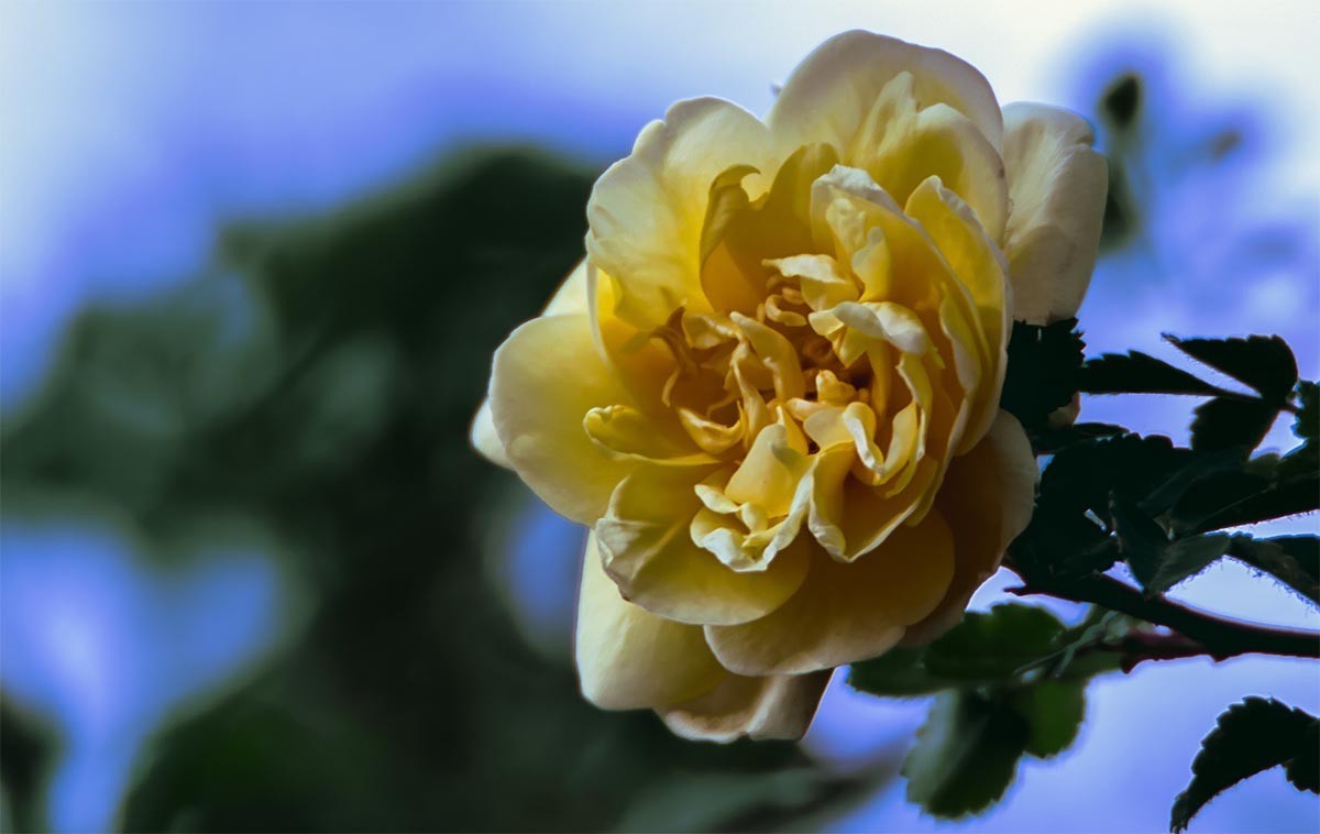 花                                       卉