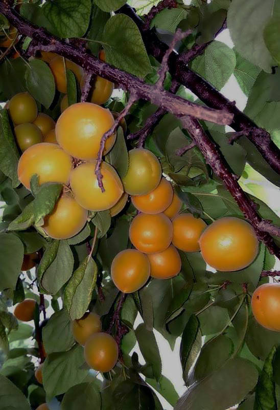 【不老松：纪实摄影】请尝尝丰收的杏子！