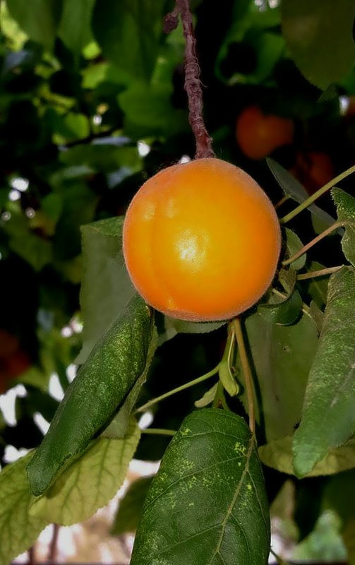 【不老松：纪实摄影】请尝尝丰收的杏子！