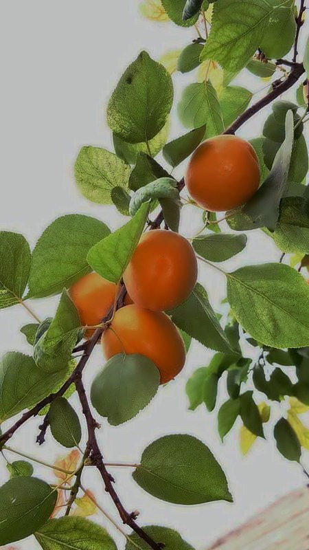 【不老松：纪实摄影】请尝尝丰收的杏子！