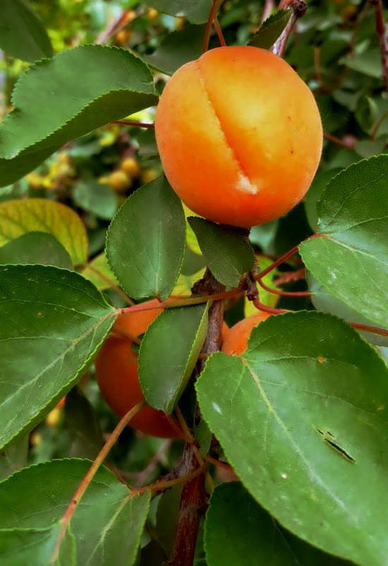 【不老松：纪实摄影】请尝尝丰收的杏子！