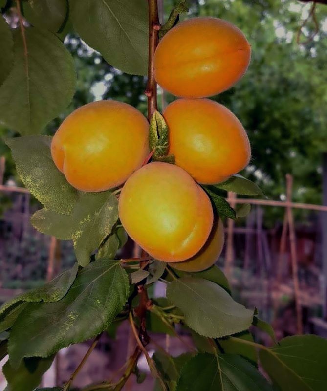 【不老松：纪实摄影】请尝尝丰收的杏子！