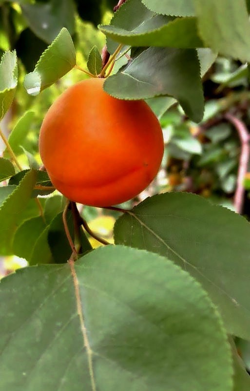 【不老松：纪实摄影】请尝尝丰收的杏子！