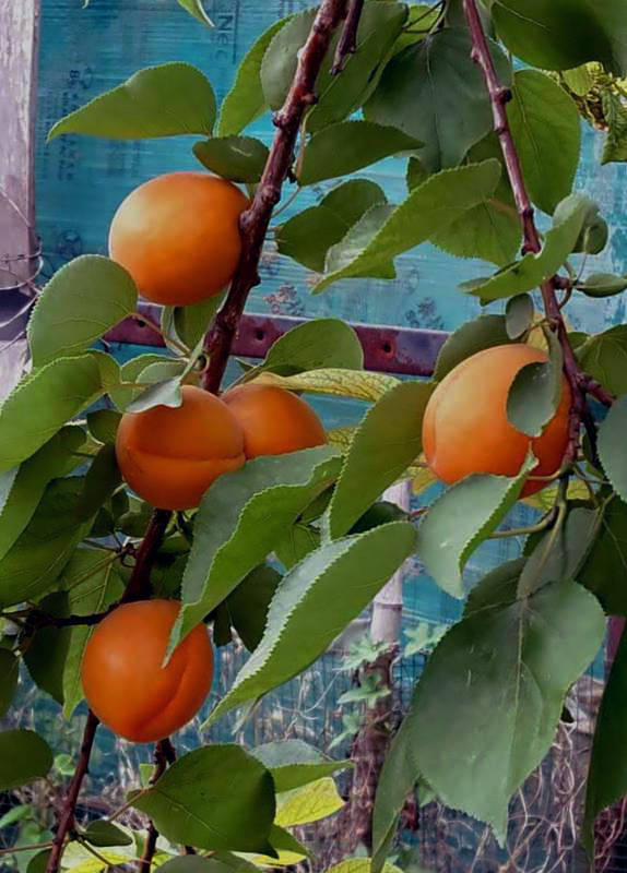 【不老松：纪实摄影】请尝尝丰收的杏子！