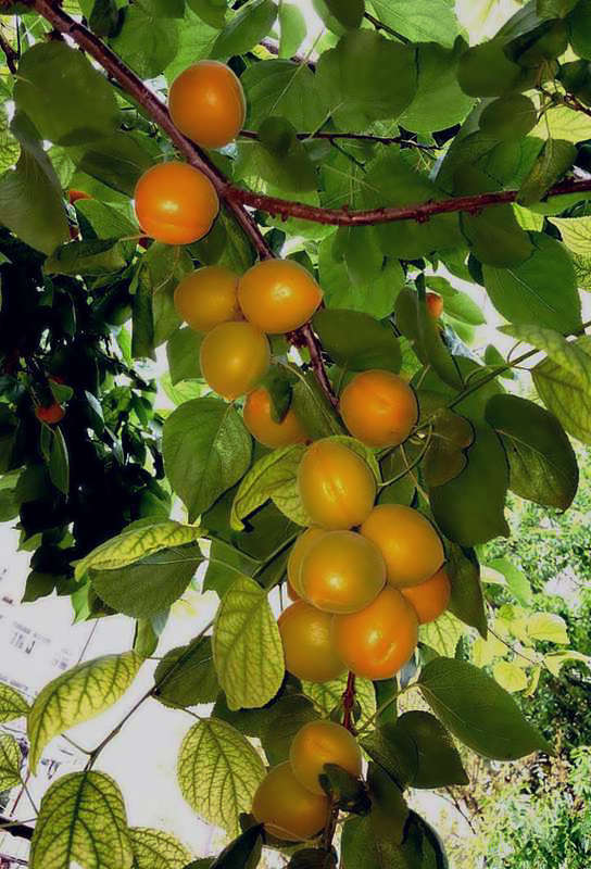 【不老松：纪实摄影】请尝尝丰收的杏子！