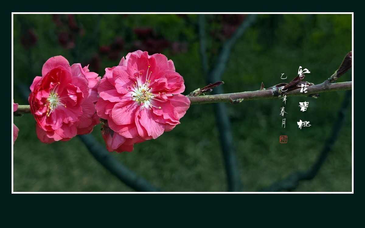 小米手机拍摄的红花碧桃