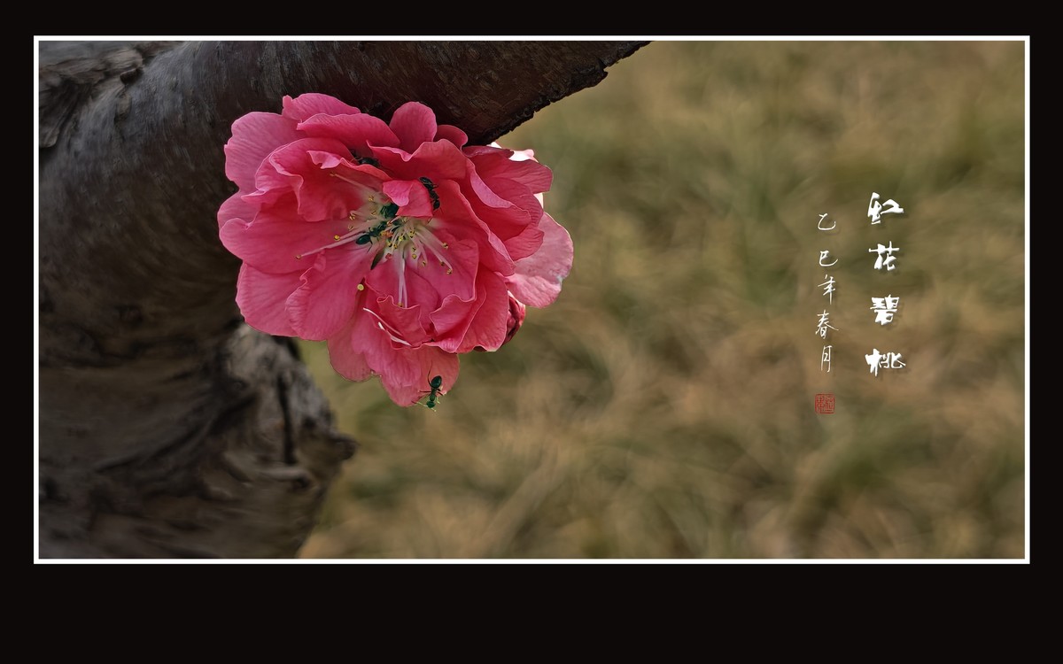 小米手机拍摄的红花碧桃