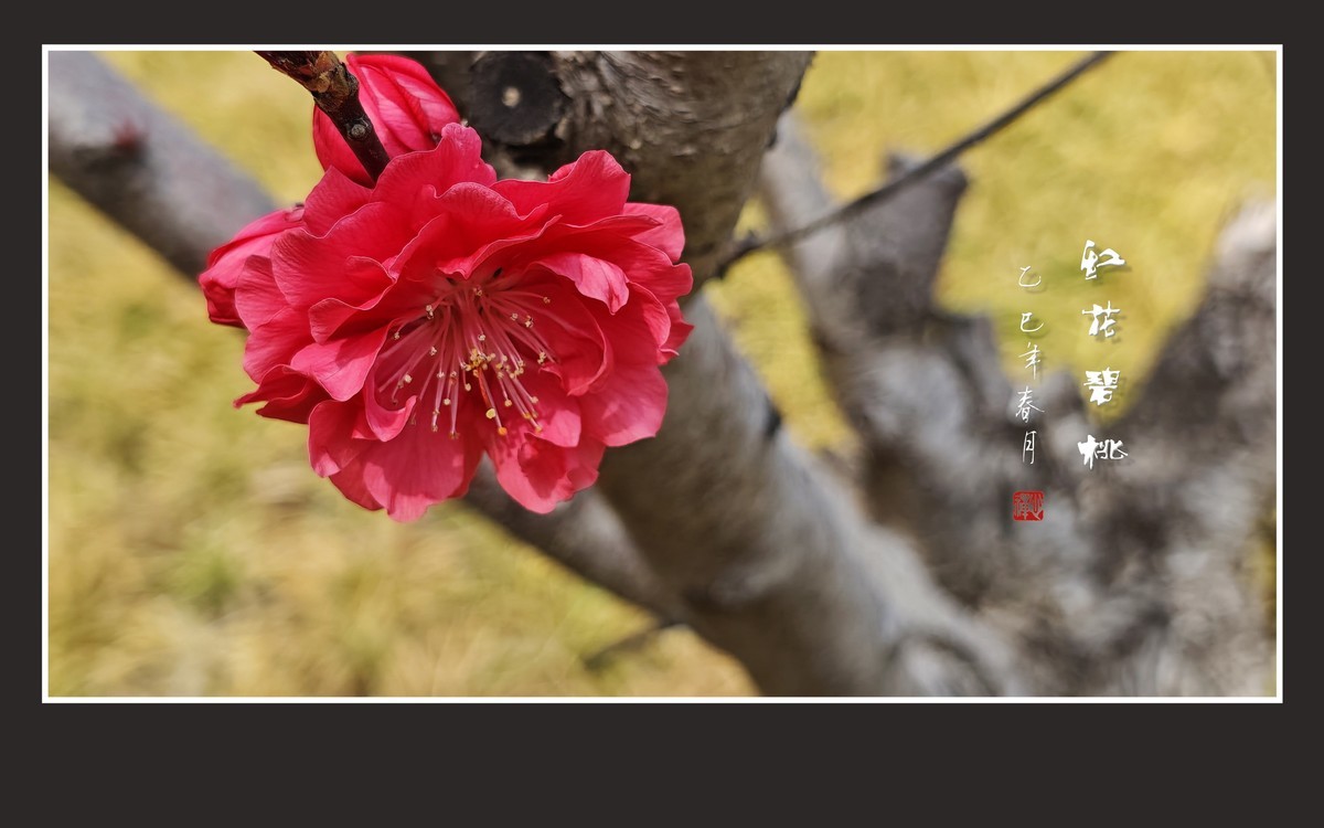 小米手机拍摄的红花碧桃