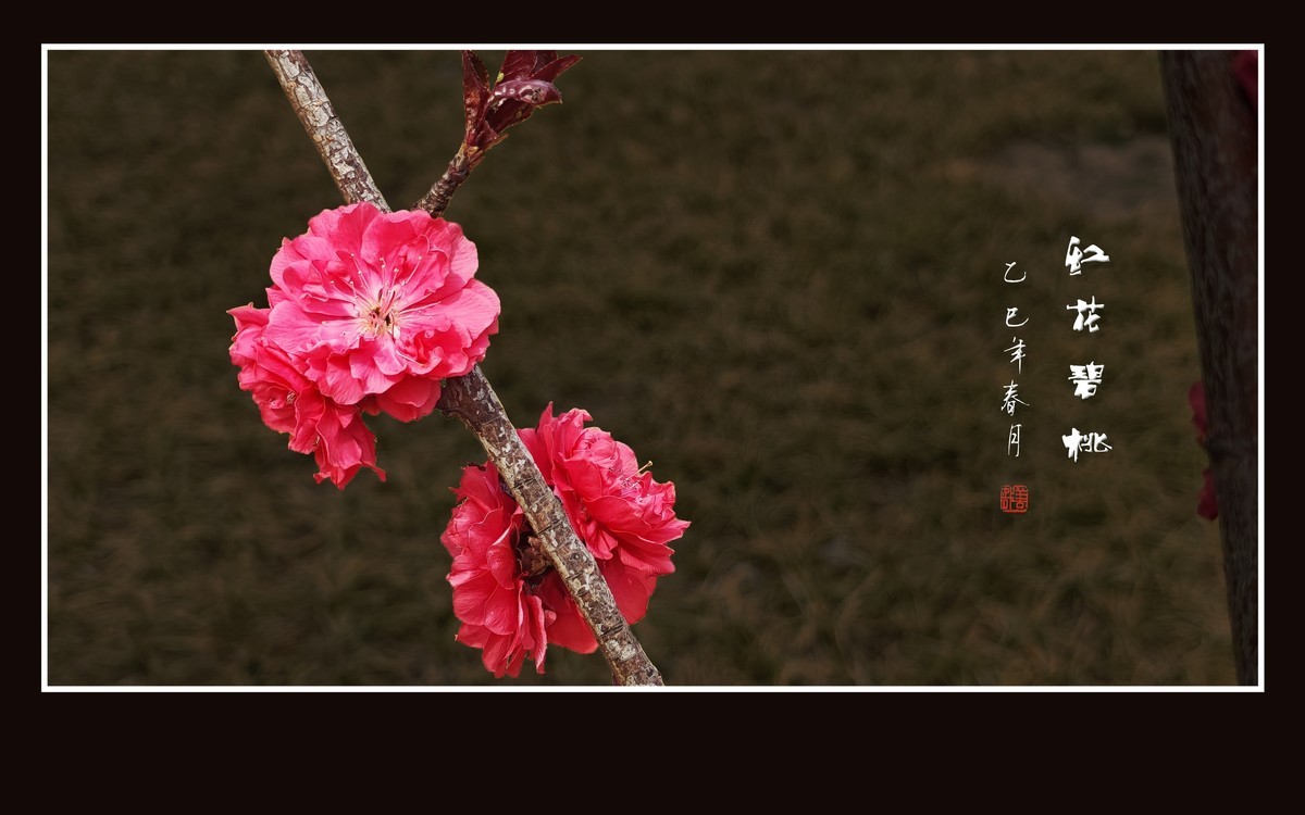 小米手机拍摄的红花碧桃