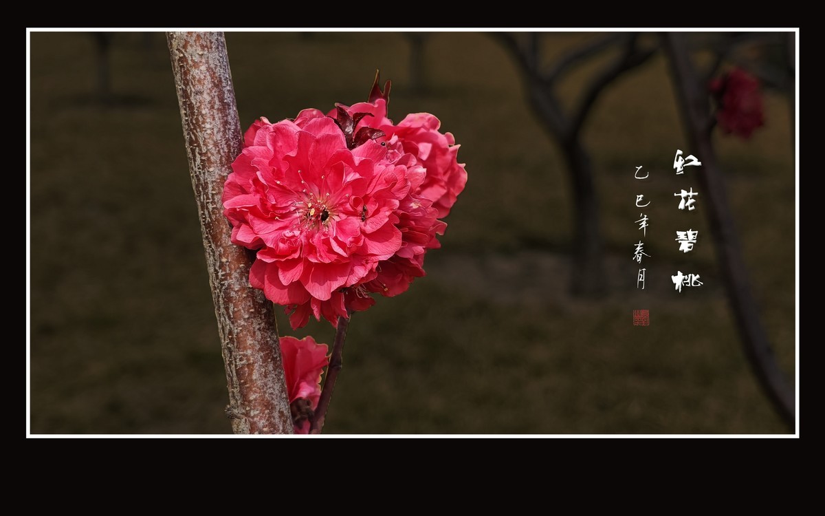 小米手机拍摄的红花碧桃