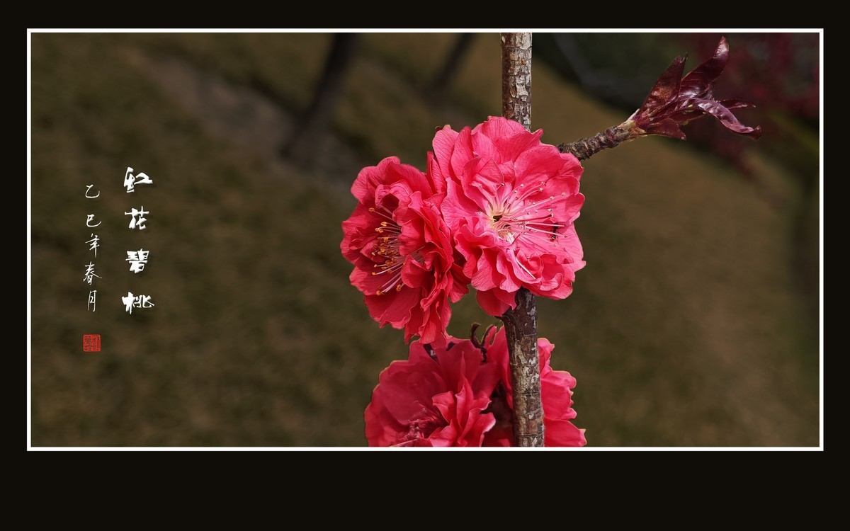 小米手机拍摄的红花碧桃