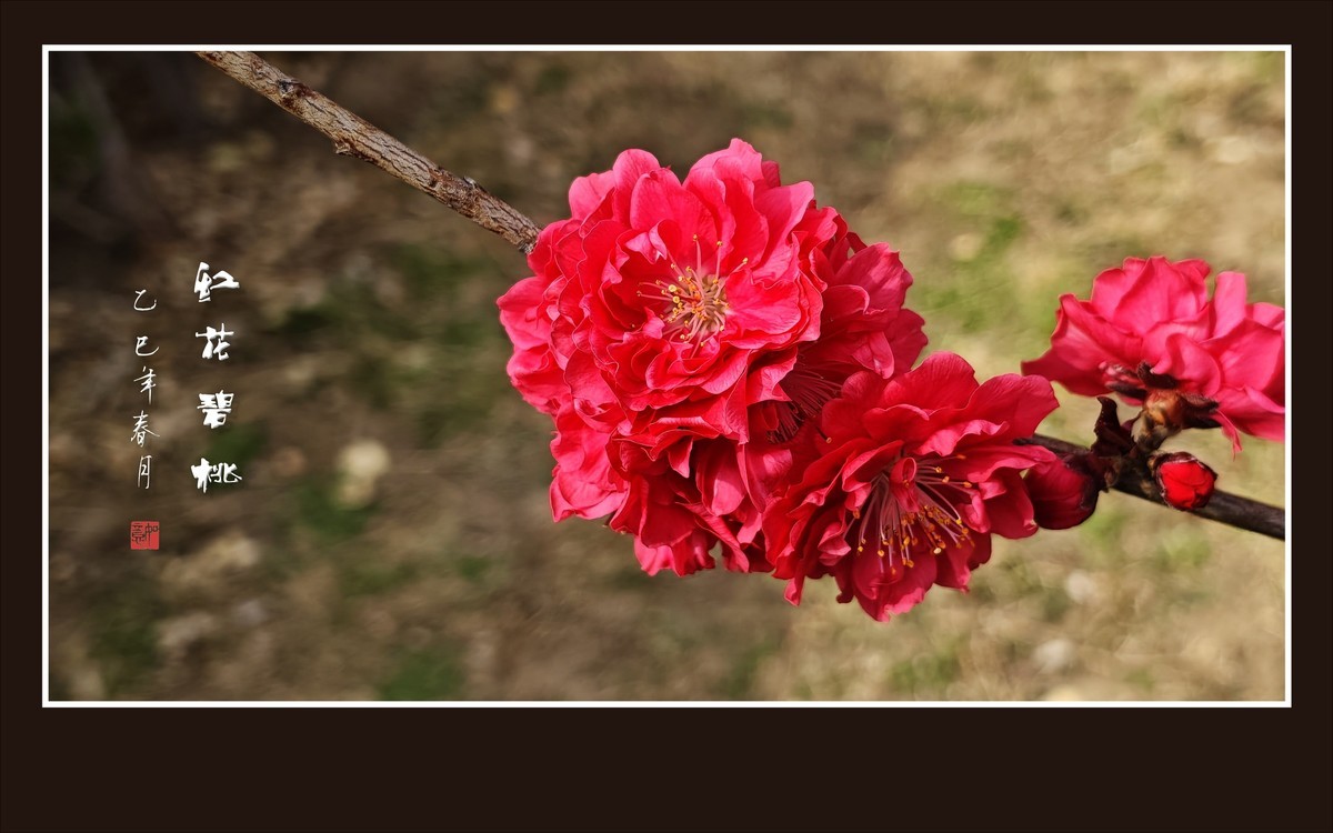 小米手机拍摄的红花碧桃