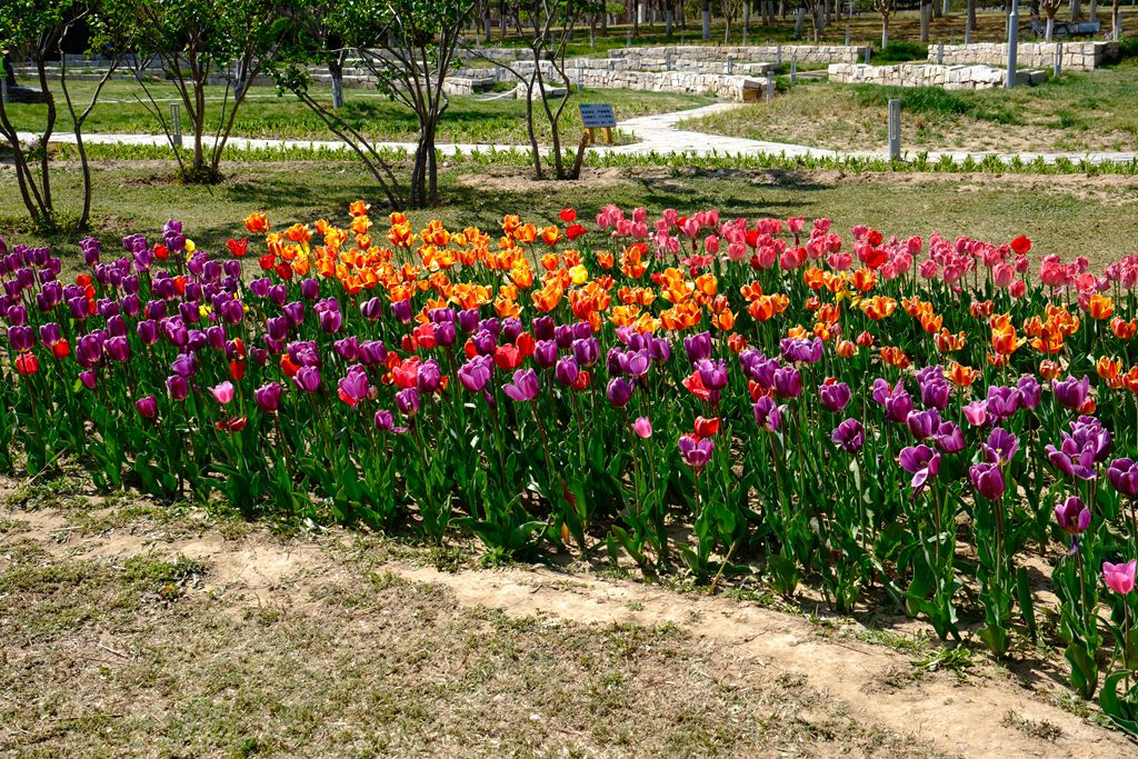 长阳公园郁金香