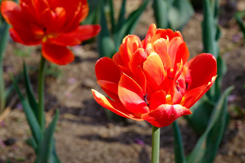 长阳公园郁金香