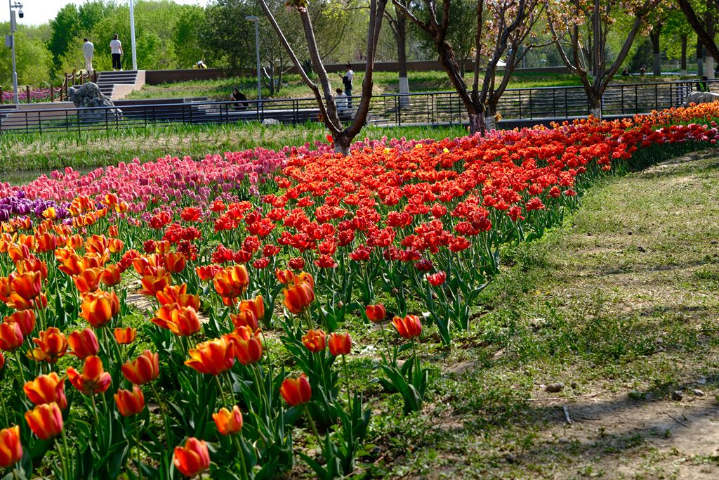 长阳公园郁金香