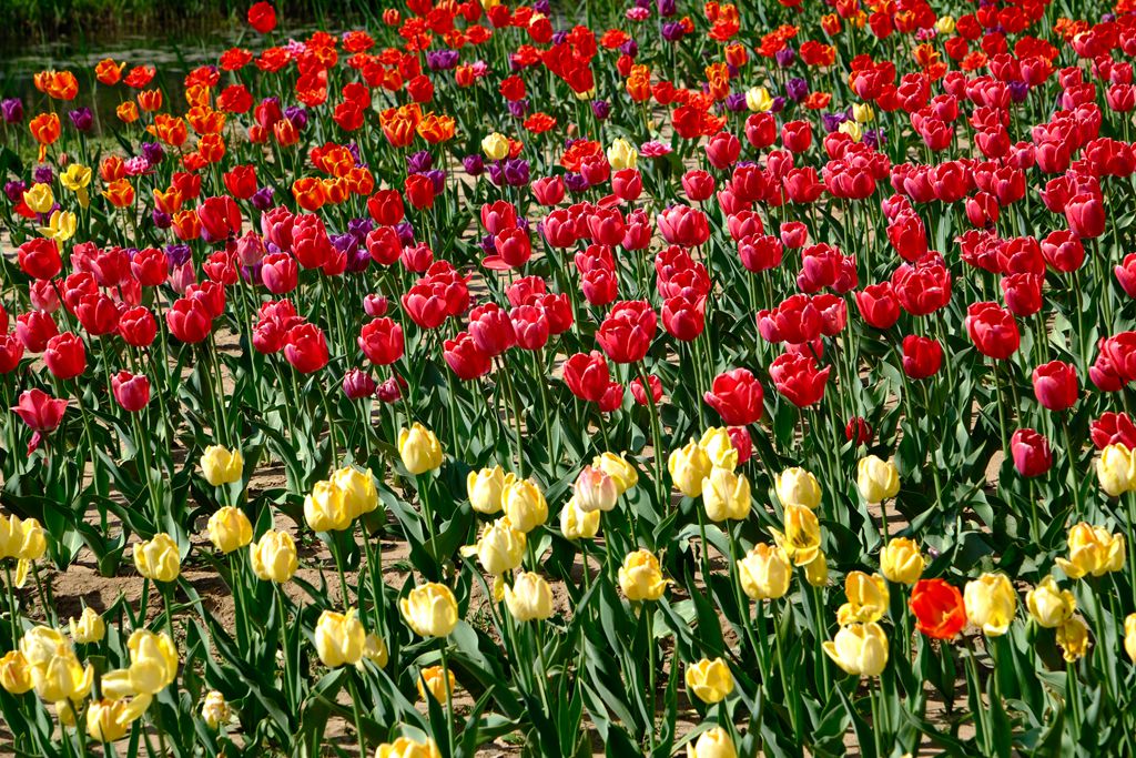 长阳公园郁金香