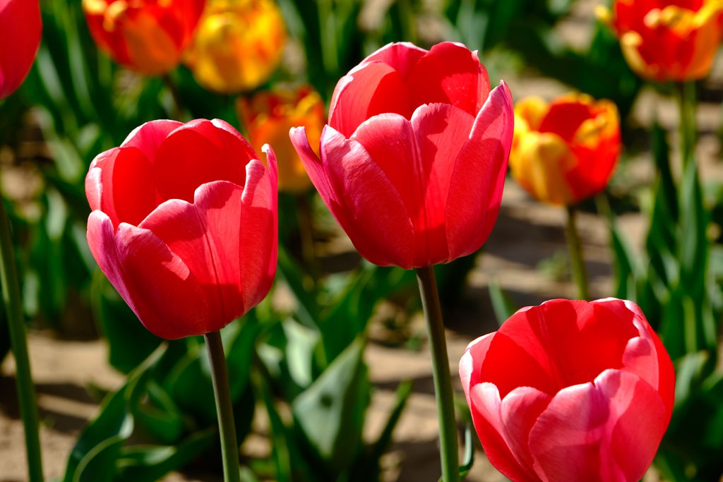 长阳公园郁金香