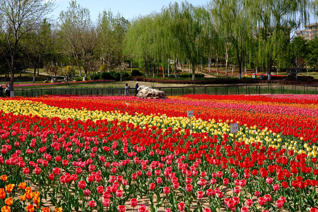 长阳公园郁金香