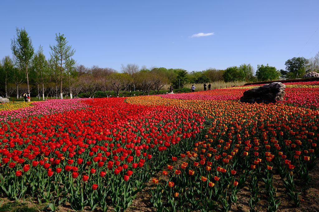 长阳公园郁金香