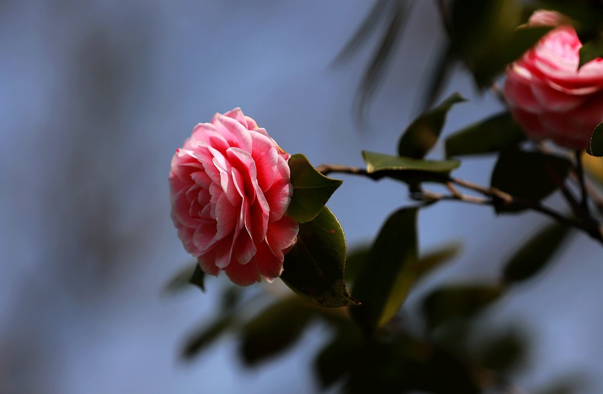 茶花 (2)