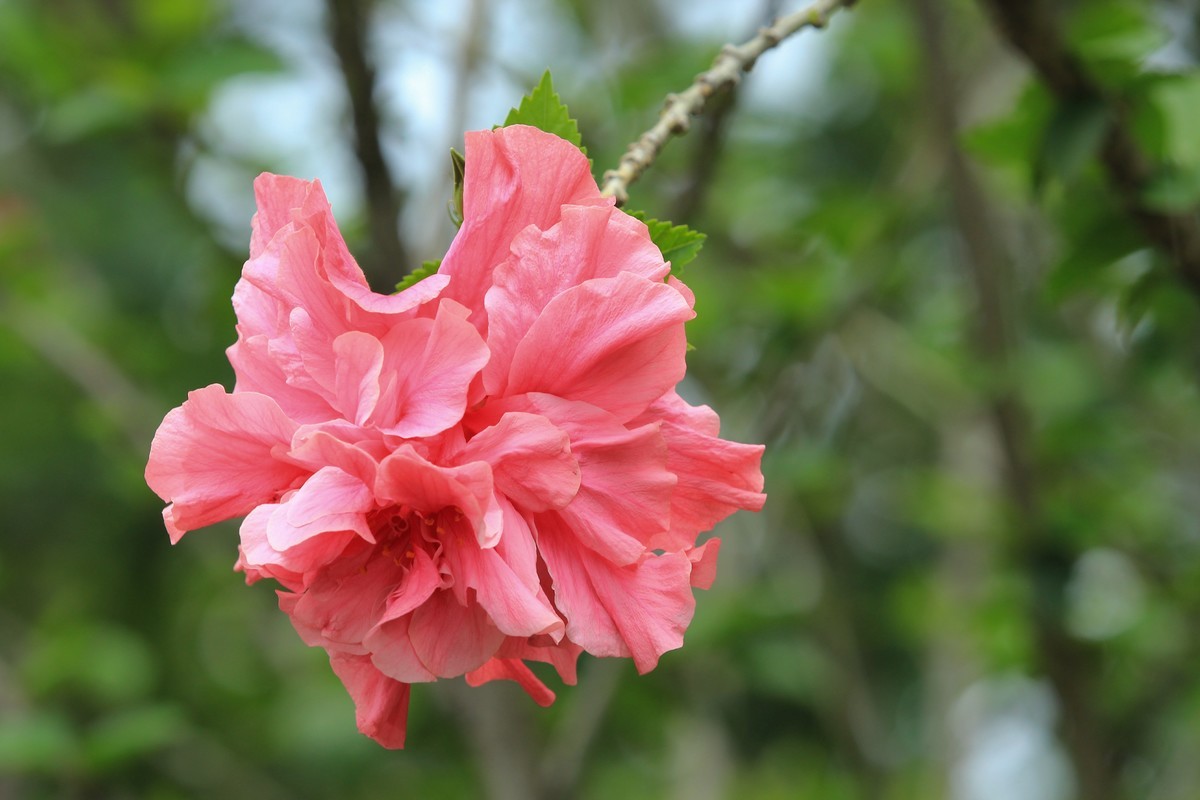 拍摄花卉一（629）