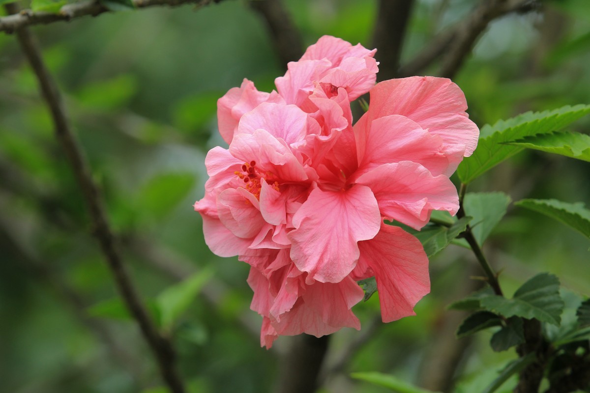 拍摄花卉一（629）