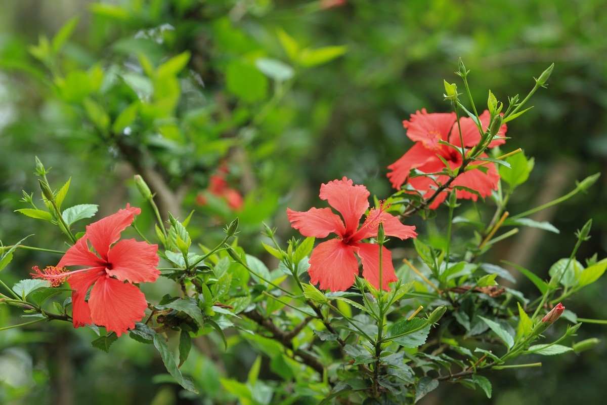 拍摄花卉一（629）