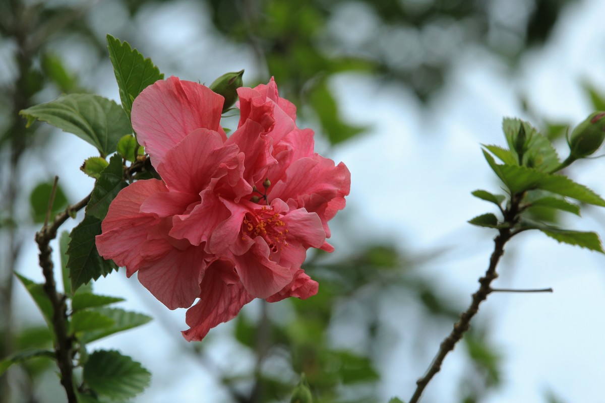 拍摄花卉一（629）