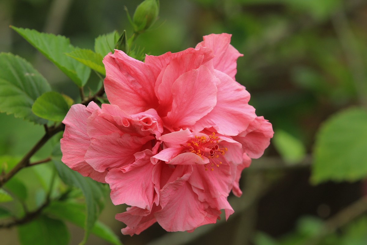 拍摄花卉一（629）