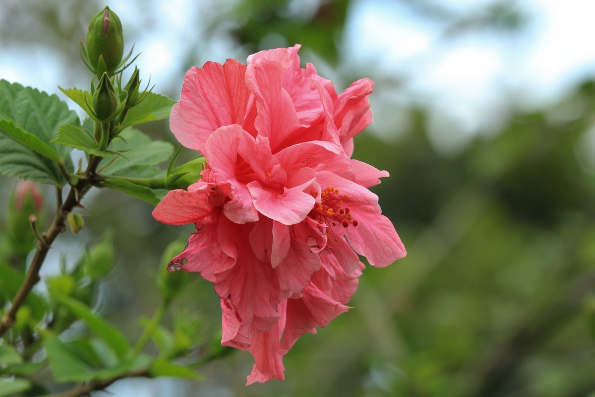 拍摄花卉一（629）