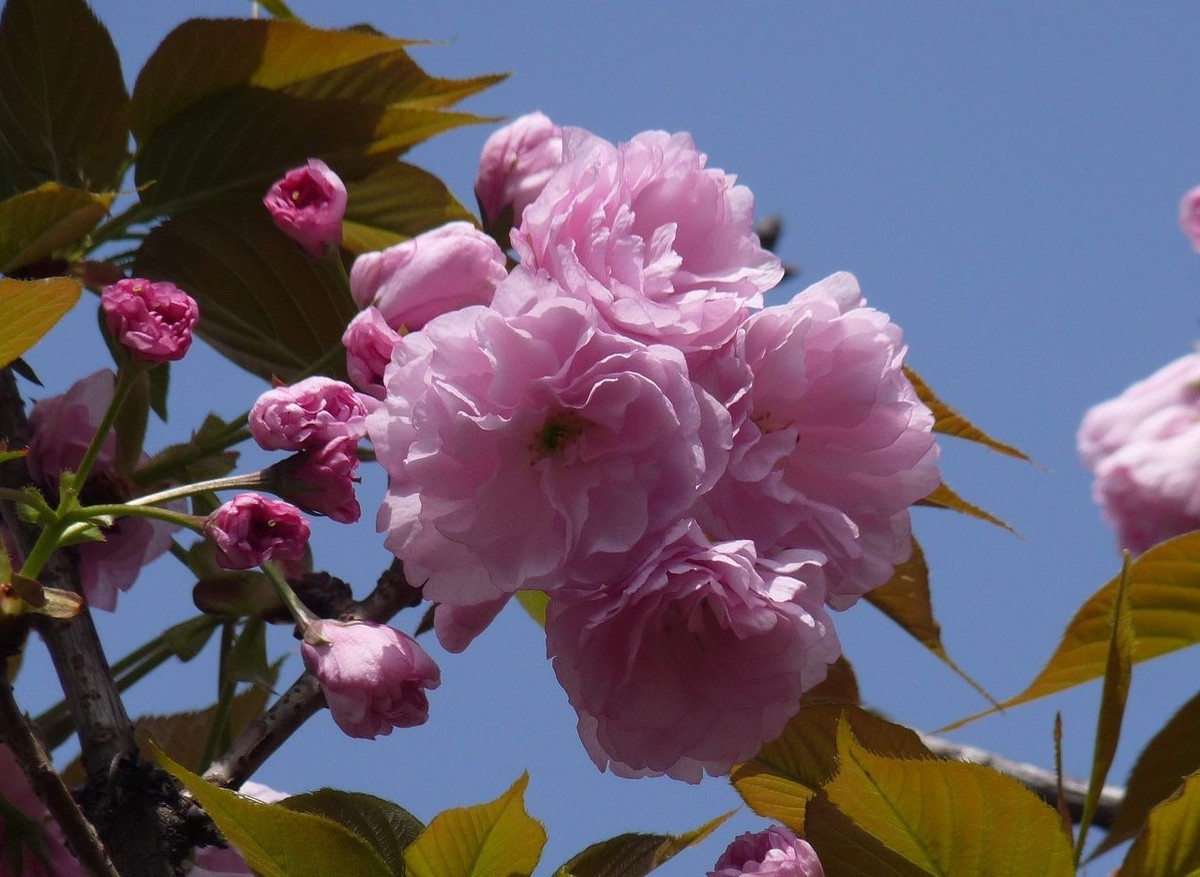 引人注目的樱花