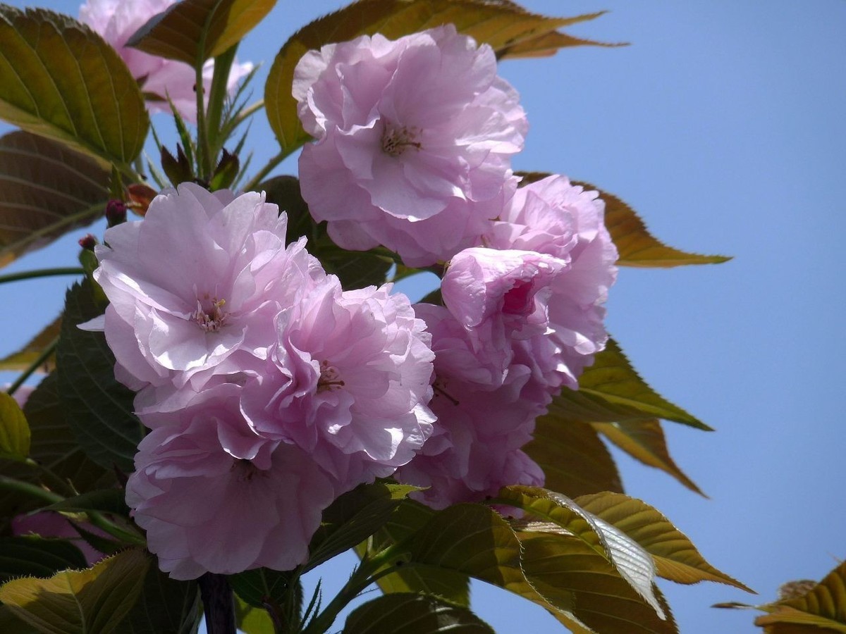 引人注目的樱花