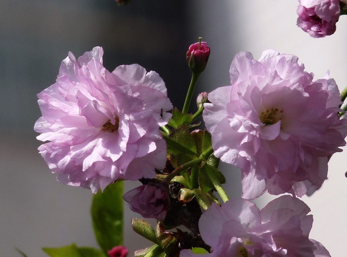 引人注目的樱花