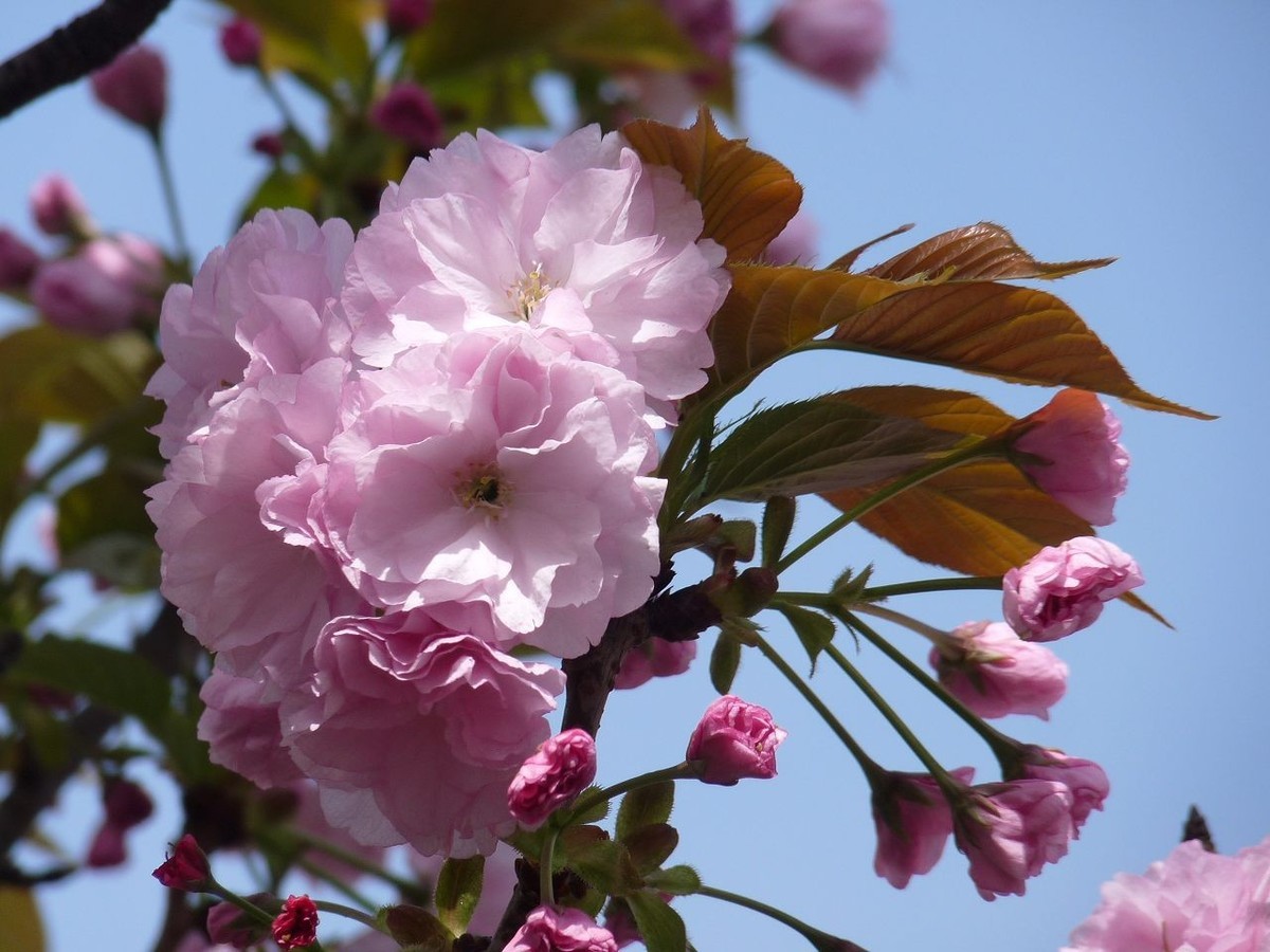 引人注目的樱花