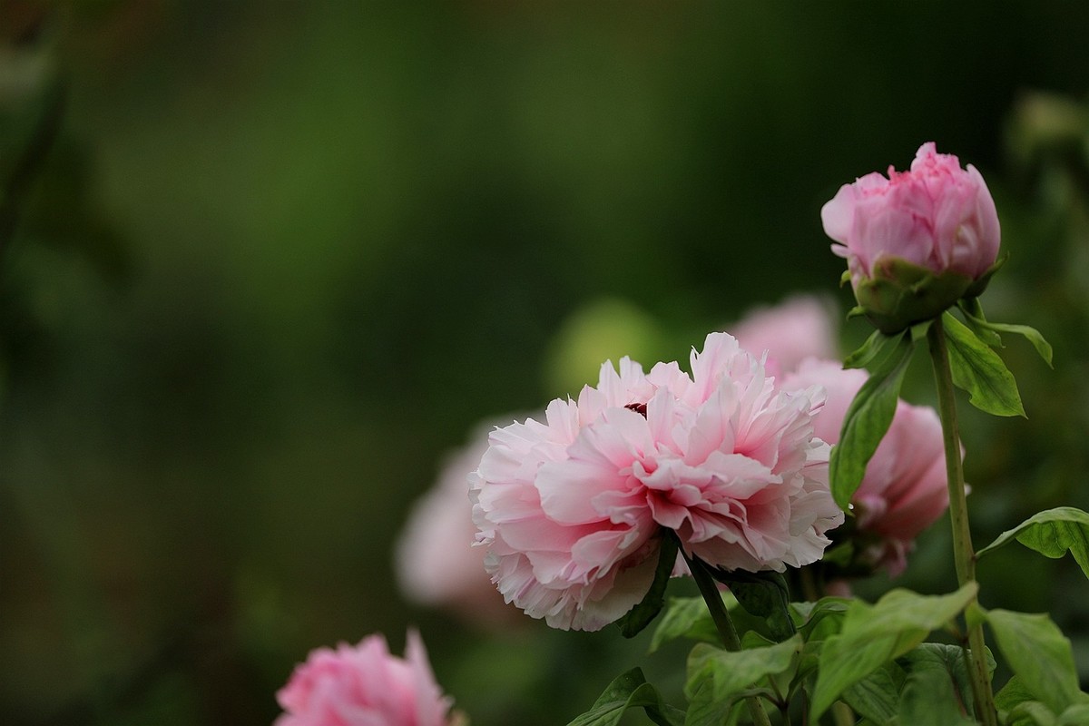 牡丹花【十五】2025.126