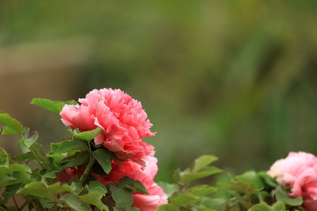 牡丹花【十五】2025.126