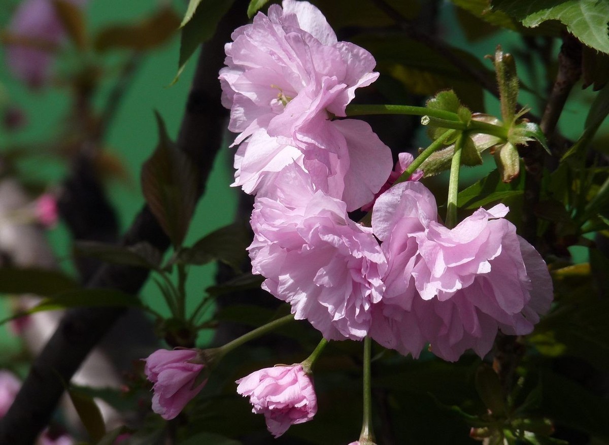 引人注目的樱花