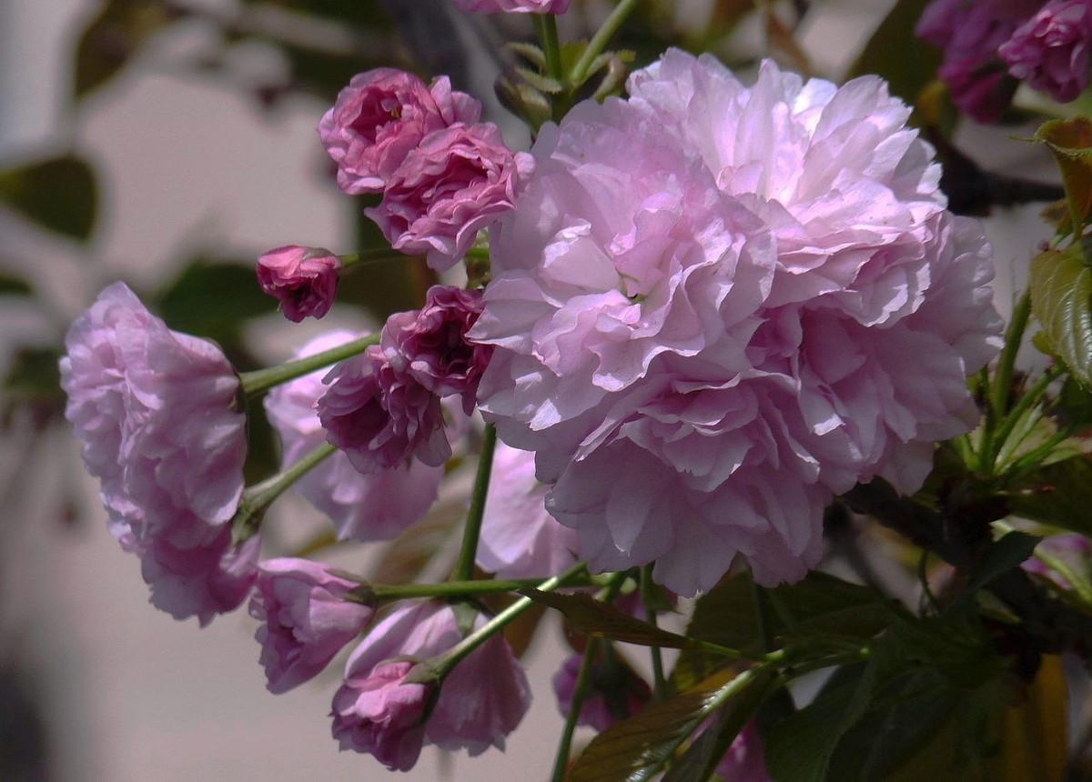 引人注目的樱花