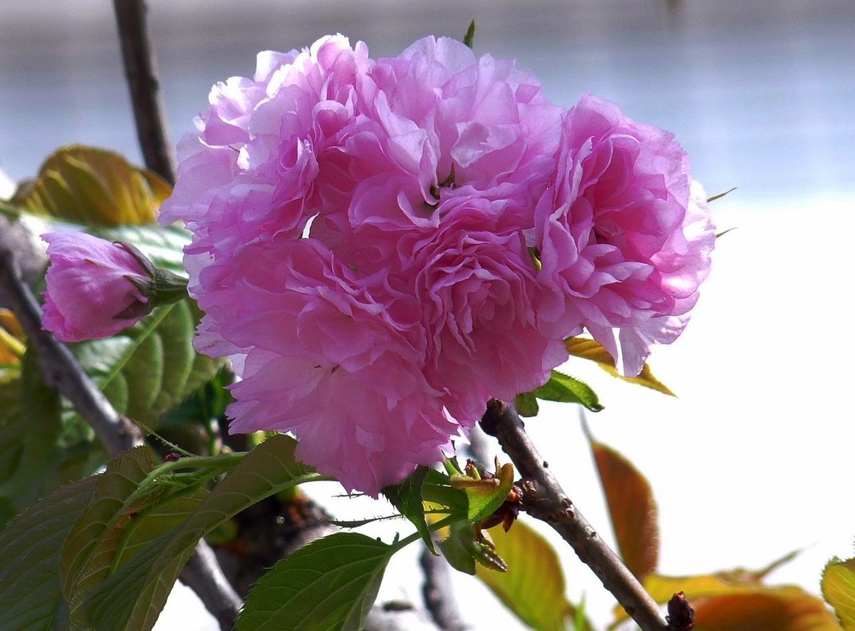 引人注目的樱花