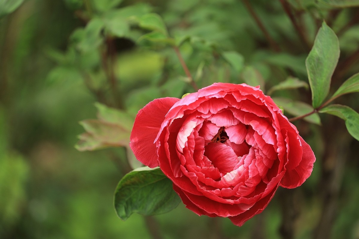 牡丹花【十五】2025.126