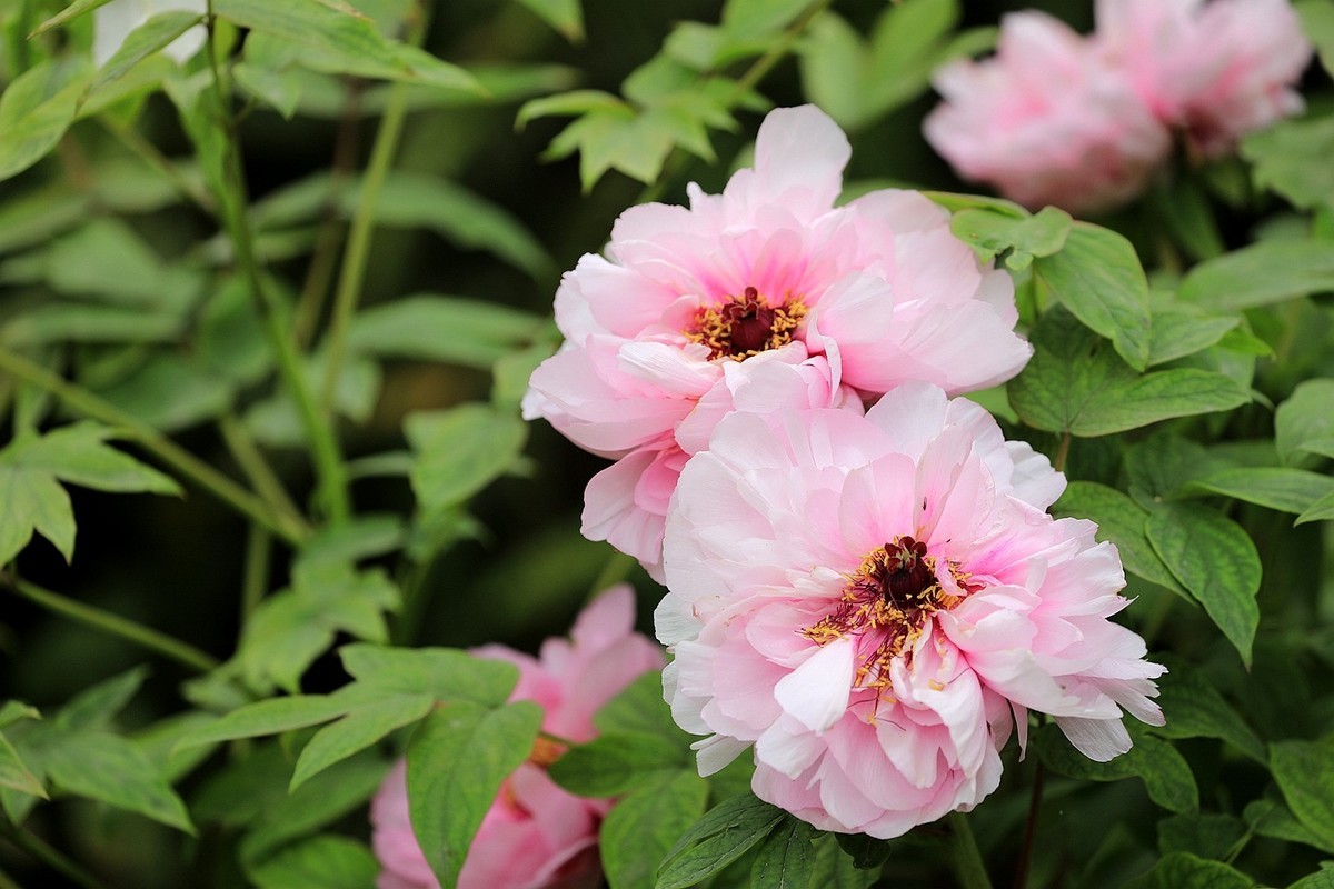 牡丹花【十五】2025.126