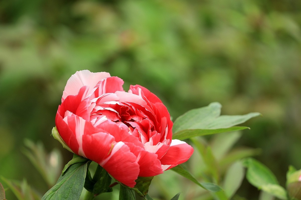 牡丹花【十五】2025.126