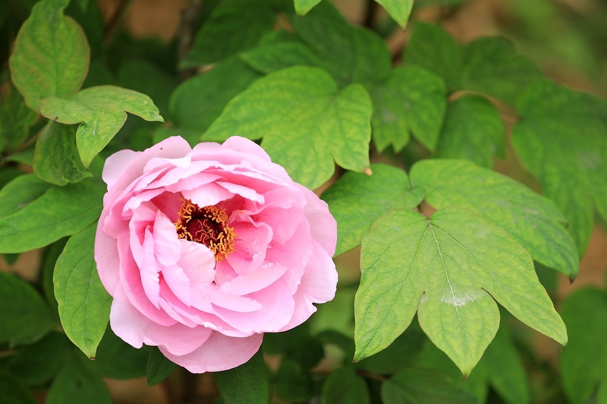 牡丹花【十五】2025.126