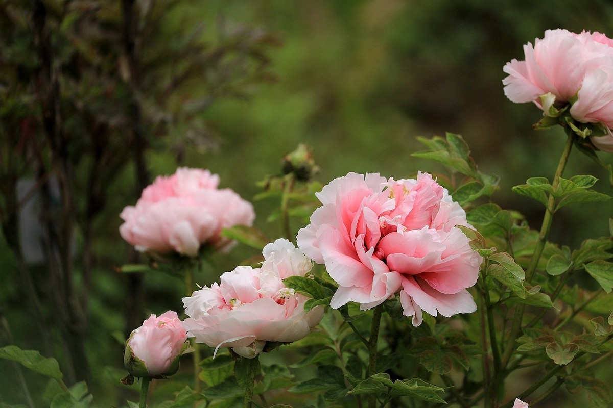 牡丹花【十五】2025.126