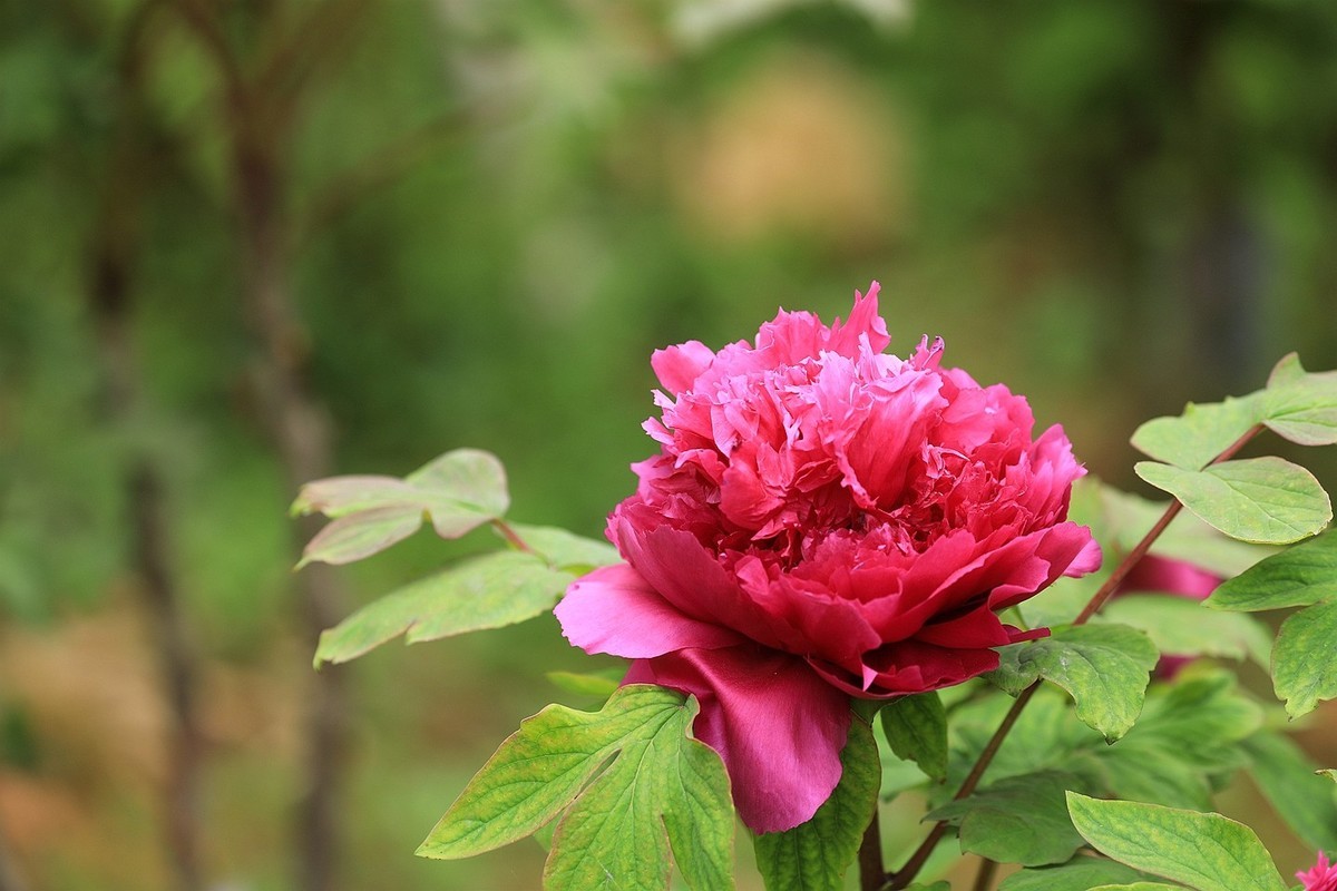 牡丹花【十五】2025.126