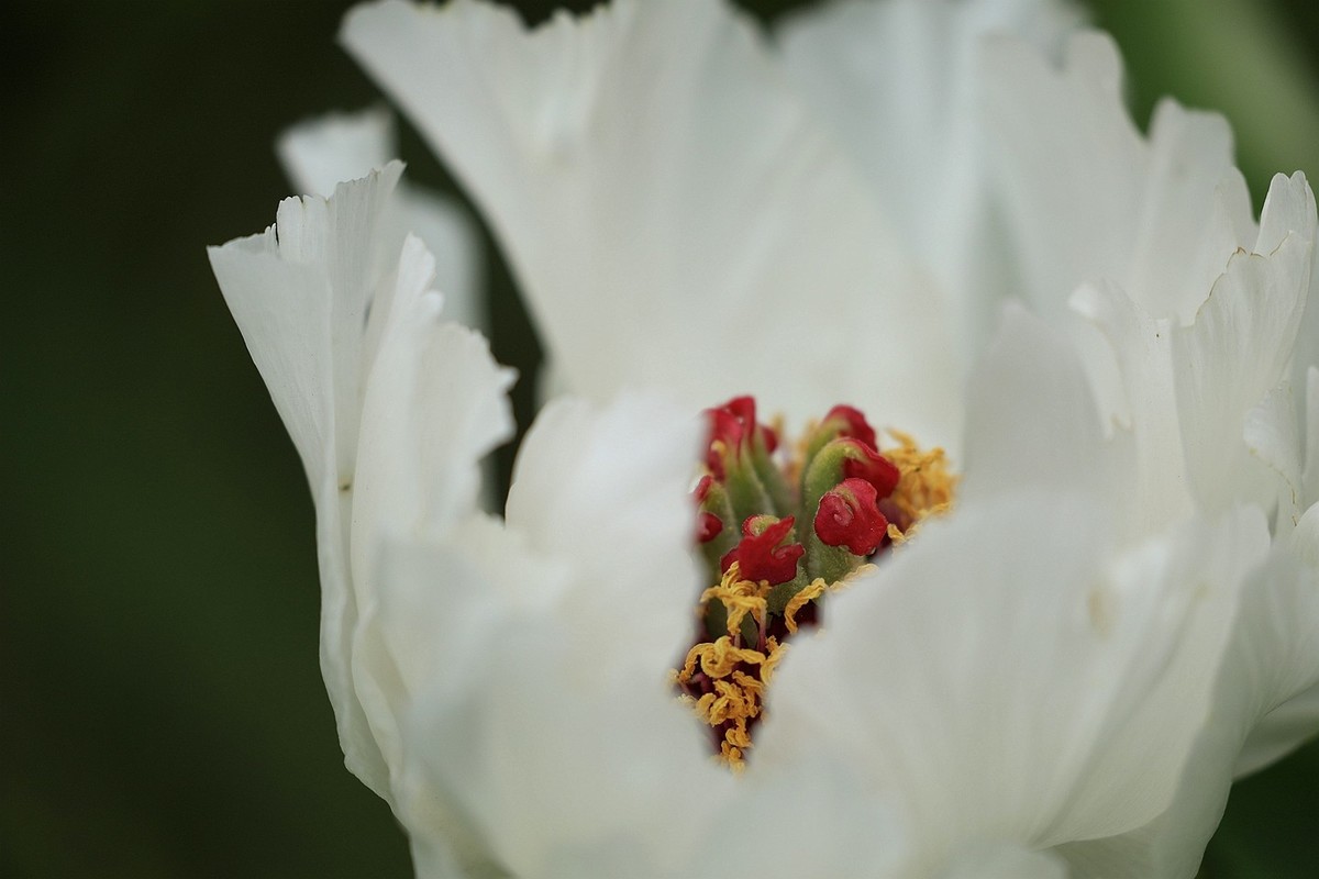 牡丹花【十五】2025.126