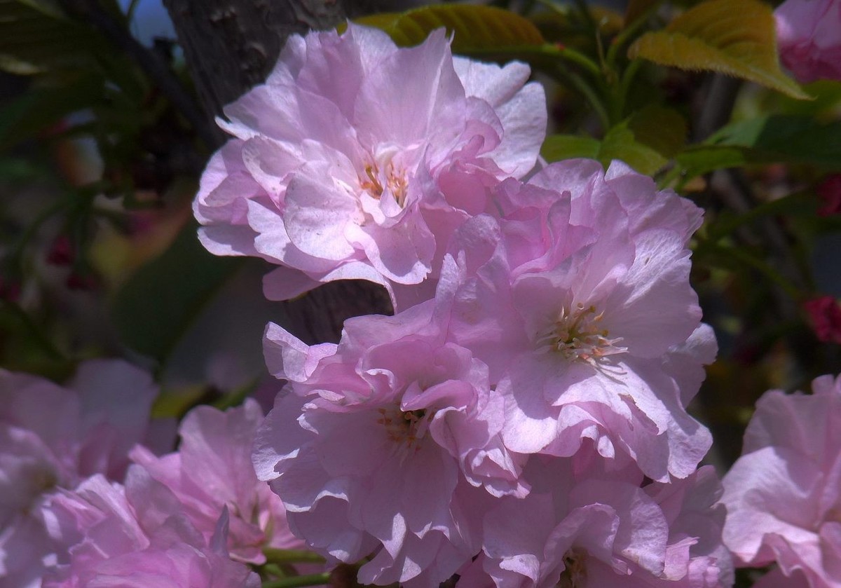 引人注目的樱花